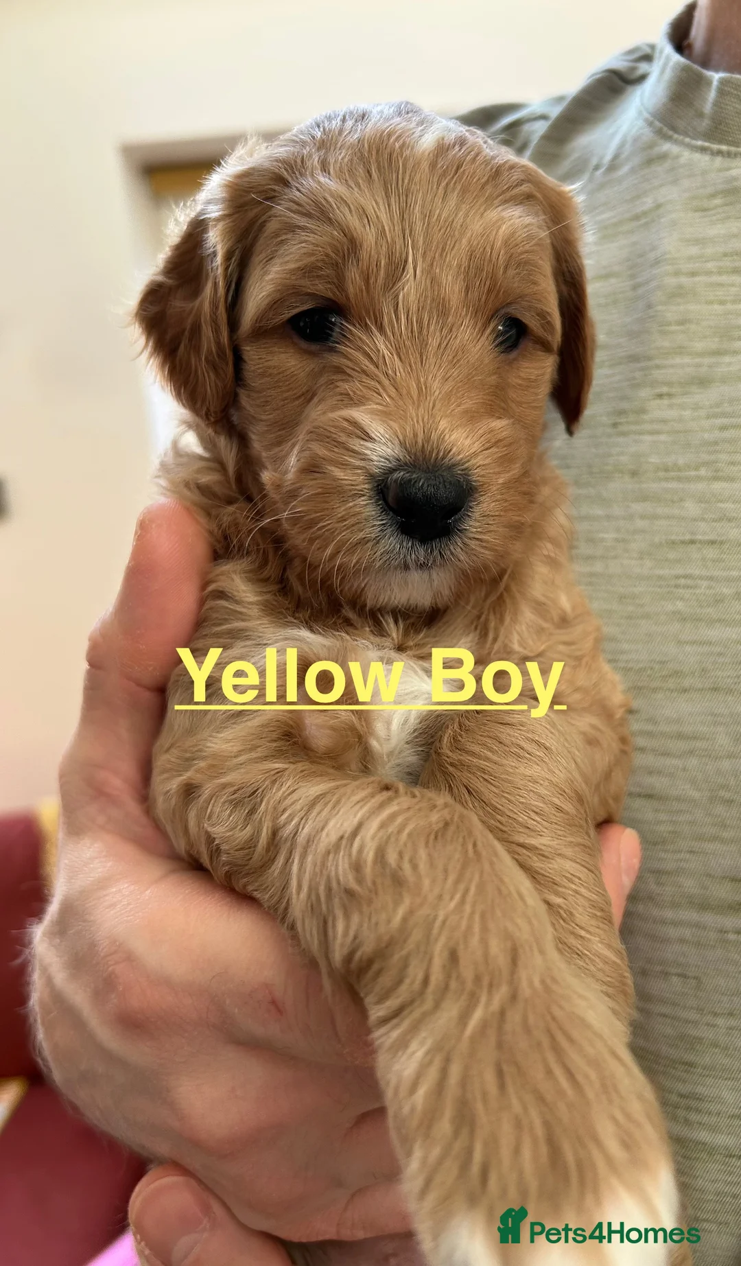 Mixed Breed dogs for sale: Mini Goldendoodle / Aussiedoodle Doubledoodles - Advert 4