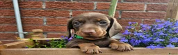 Dachshund dogs for stud: Monty  in Bradford - Advert 11