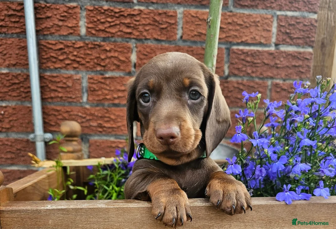 Dachshund dogs for stud: Monty  in Bradford - Advert 11