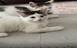 Mixed Breed cats for adoption: 4x 10 week rescue kittens waiting for homes - Image 3