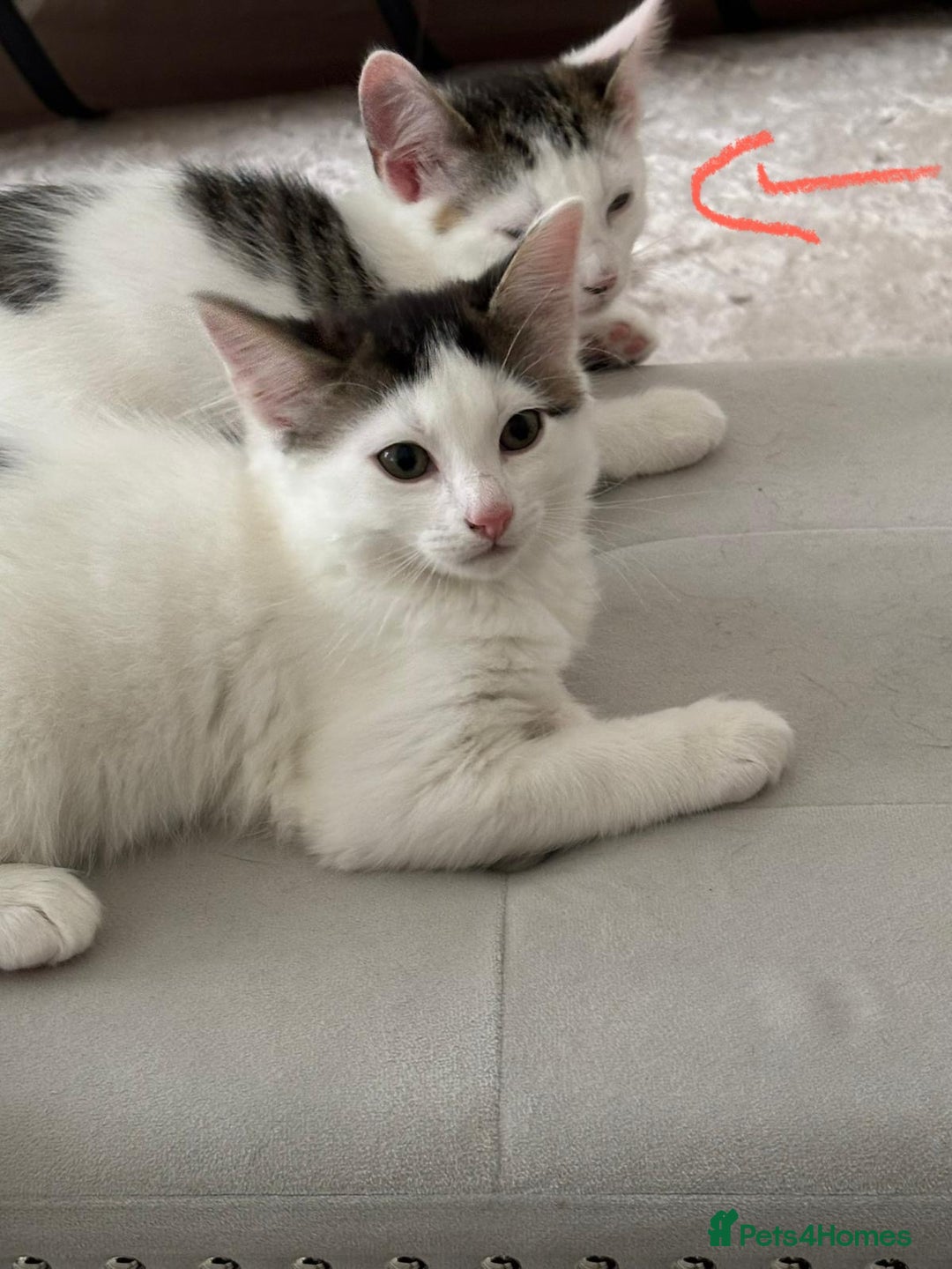 Mixed Breed cats for adoption: 4x 10 week rescue kittens waiting for homes - Image 3