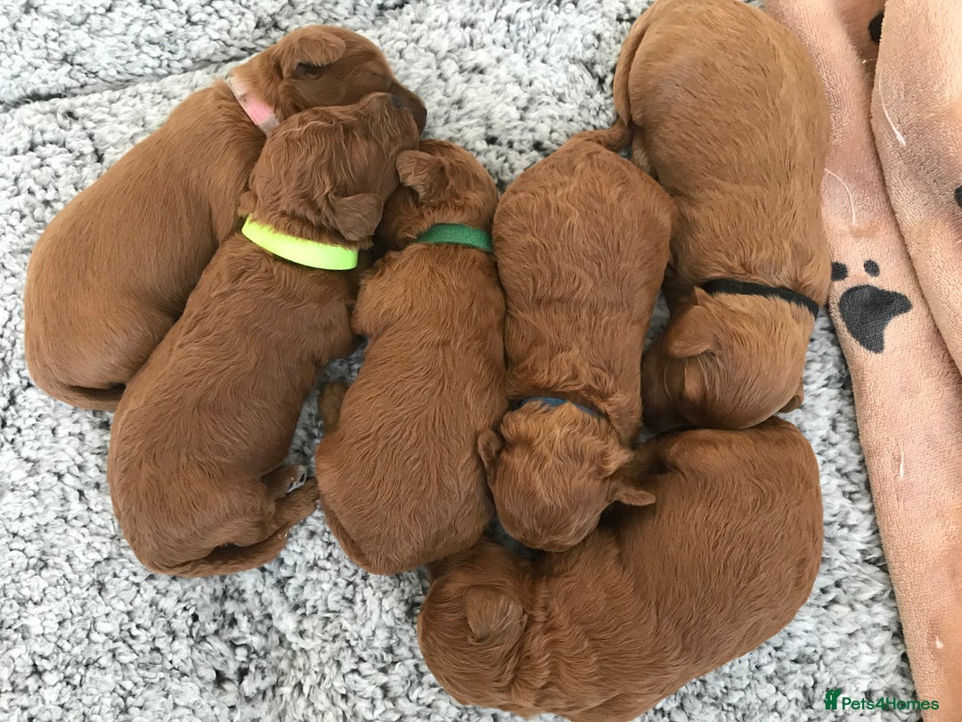 Labradoodle dogs for sale: F1bb fox red miniature labradoodle puppies  - Image 4