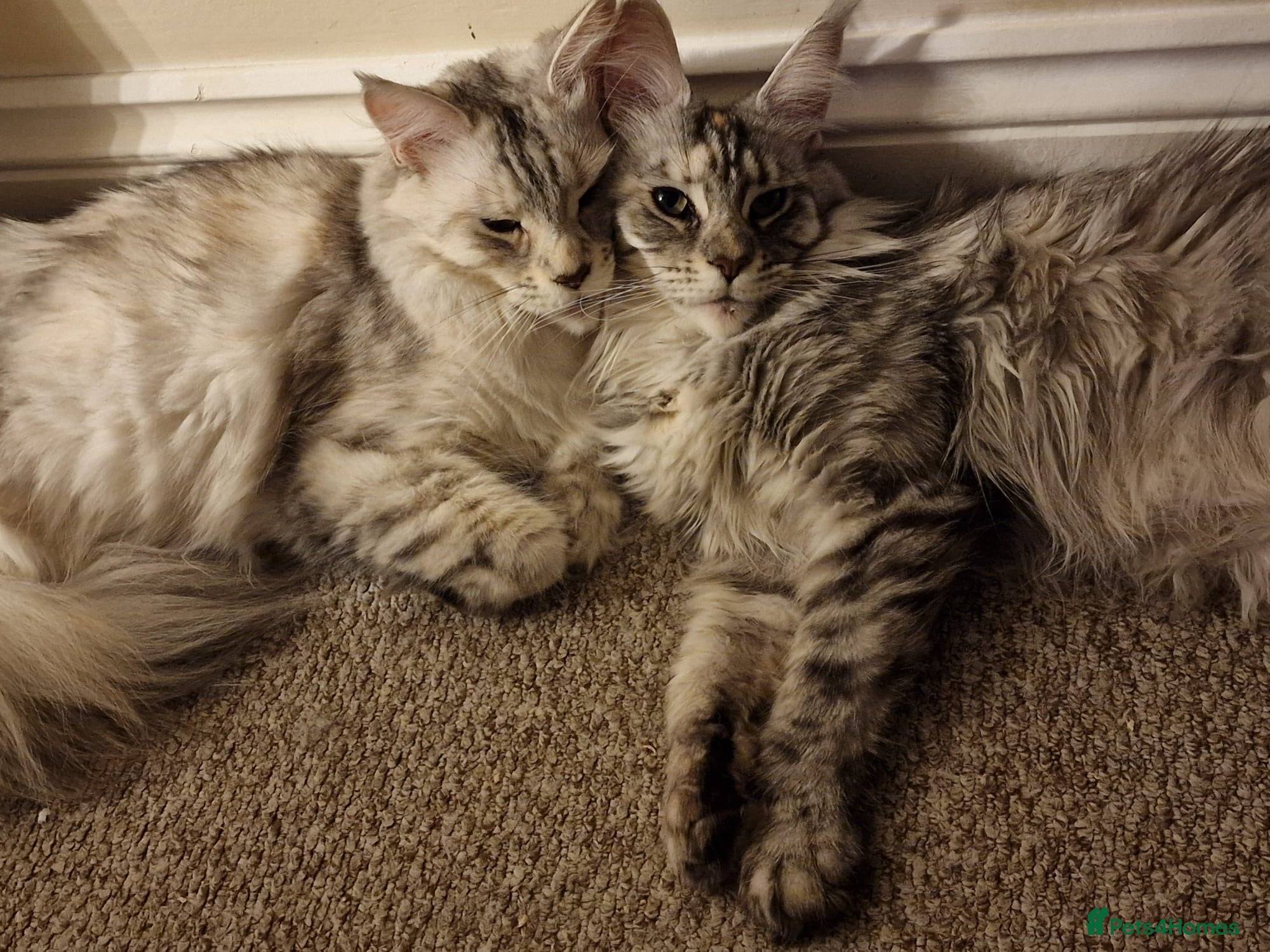 Maine Coon cats 2x Maine Coons - Need to be taken together  - Advert 2