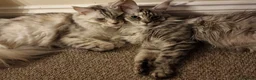 Maine Coon cats for sale: 2x Maine Coons - Need to be taken together  - Advert 1