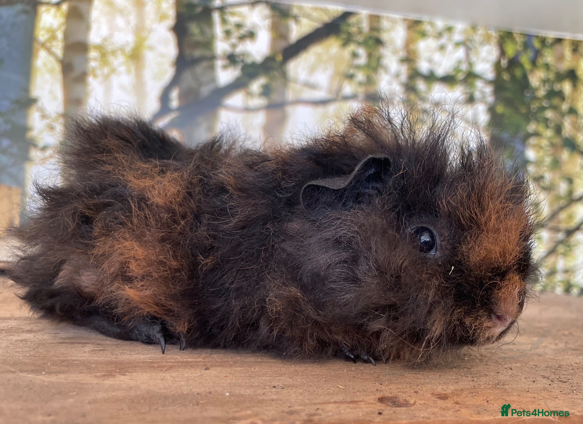 Guinea Pig rodents Baby boar guinea pigs  - Advert 20