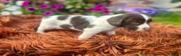 English Springer Spaniel dogs for sale: Springer Spaniel Puppies in Shrewsbury - Advert 13