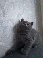 British Shorthair cats - Advert 10