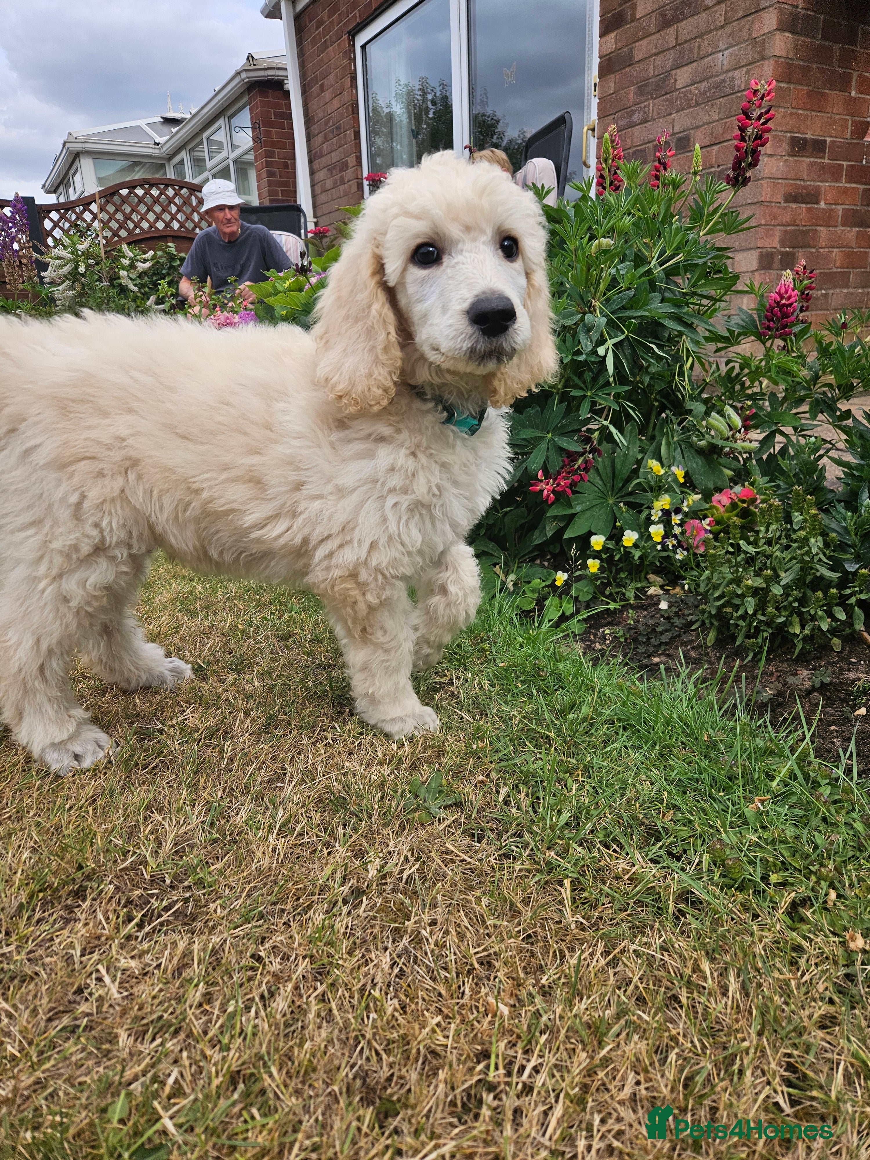 Standard Poodle dogs 💙Ready Now💙KC Registered Standard Poodle Boys 💙 - Advert 2