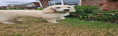 Standard Poodle Teal (Ziggy)