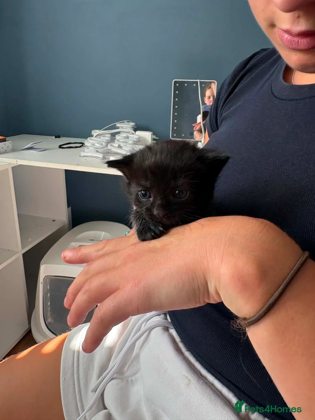 Mixed Breed cats for sale: Lovely litter of fluffy, playful kittens - Advert 4