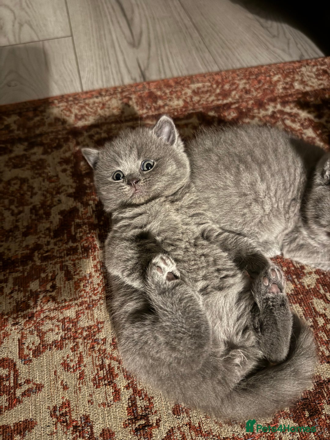 British Shorthair cats for sale: 🐾 British Shorthair × Scottish Straight Kittens - Advert 24