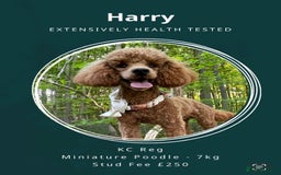 Toy Poodle dogs for stud: Deep Red Toy Poodle Stud -KC Reg PRA Clear in Romford - Image 5
