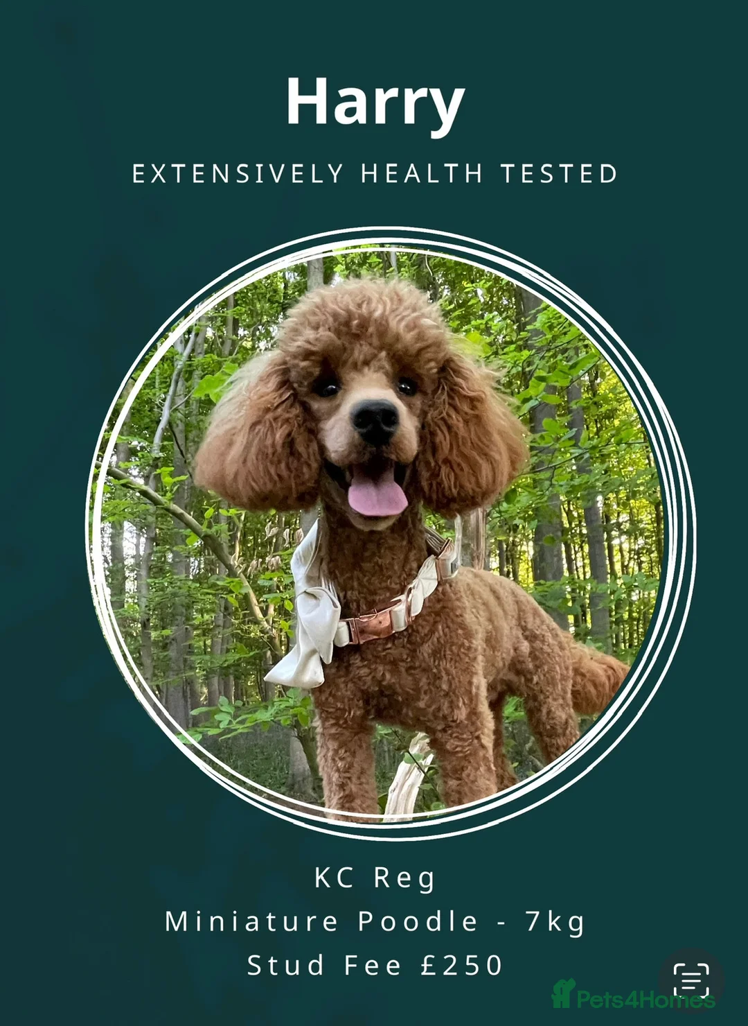 Toy Poodle dogs for stud: Deep Red Toy Poodle Stud -KC Reg PRA Clear in Romford - Advert 5