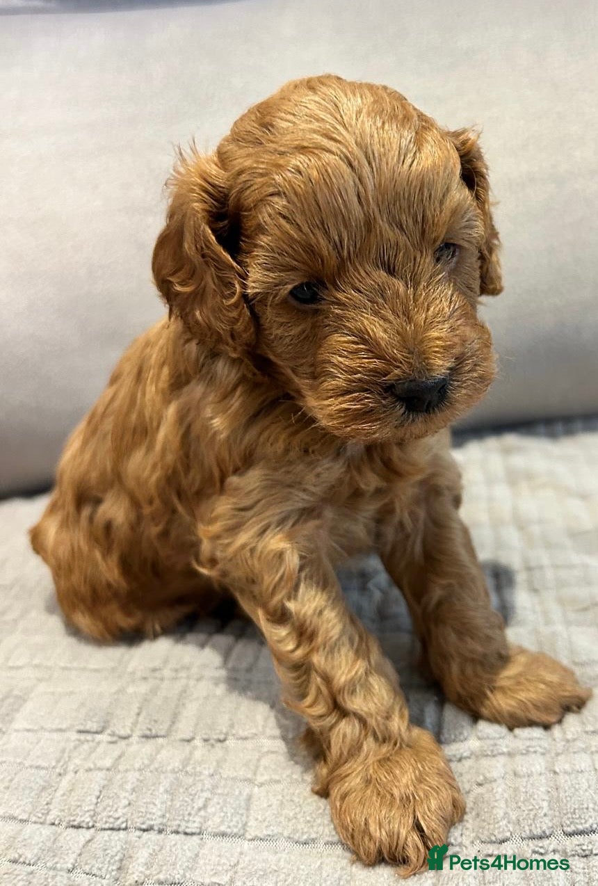 Mixed Breed dogs 🌟 Stunning F1b Cavapoo Puppies For Sale 🌟 - Advert 2