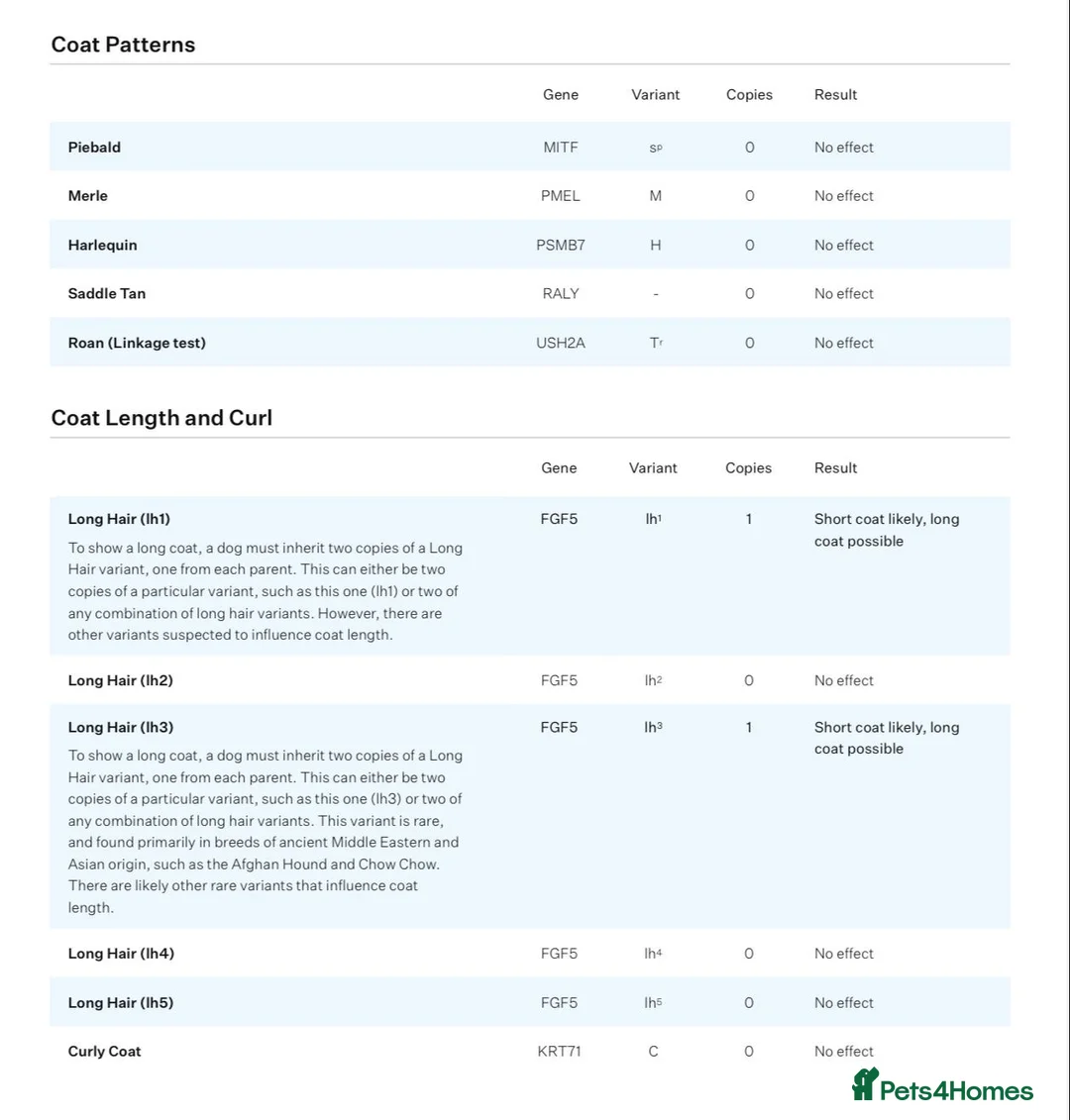 French Bulldog dogs for stud: Lilac and tan carrying cream , fluffy L3 L1 in Dundee - Advert 8