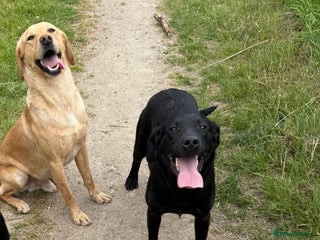 Labrador Retriever dogs For stud in Middlesbrough - Advert 6