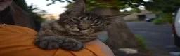 Maine Coon cats for sale: Gorgeous Champion Bloodline Maine Coon Kittens - Advert 24