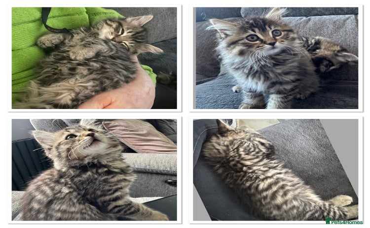 Mixed Breed cats - Advert 3