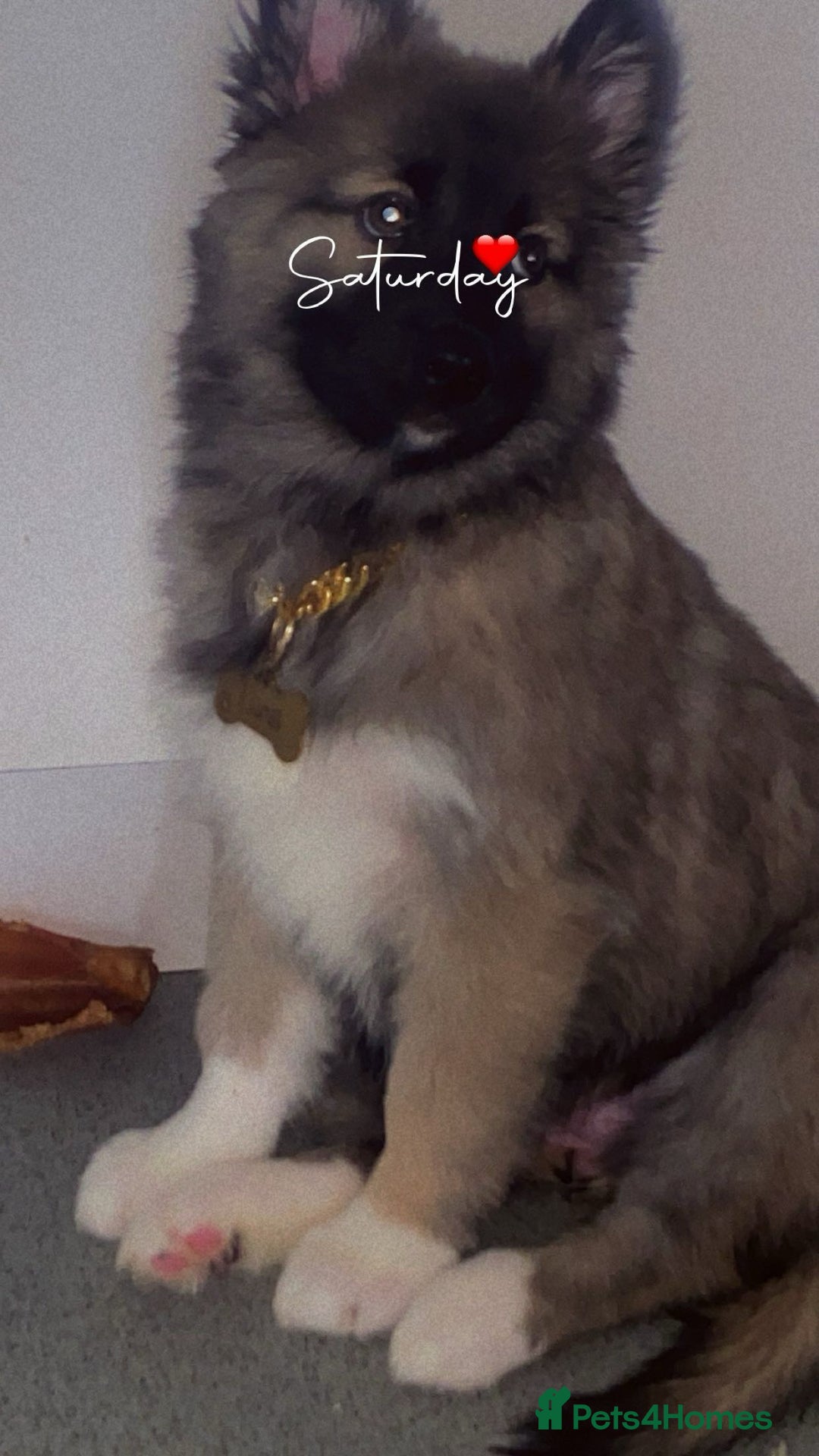 Shepsky dogs for sale: Diego balog - Advert 5