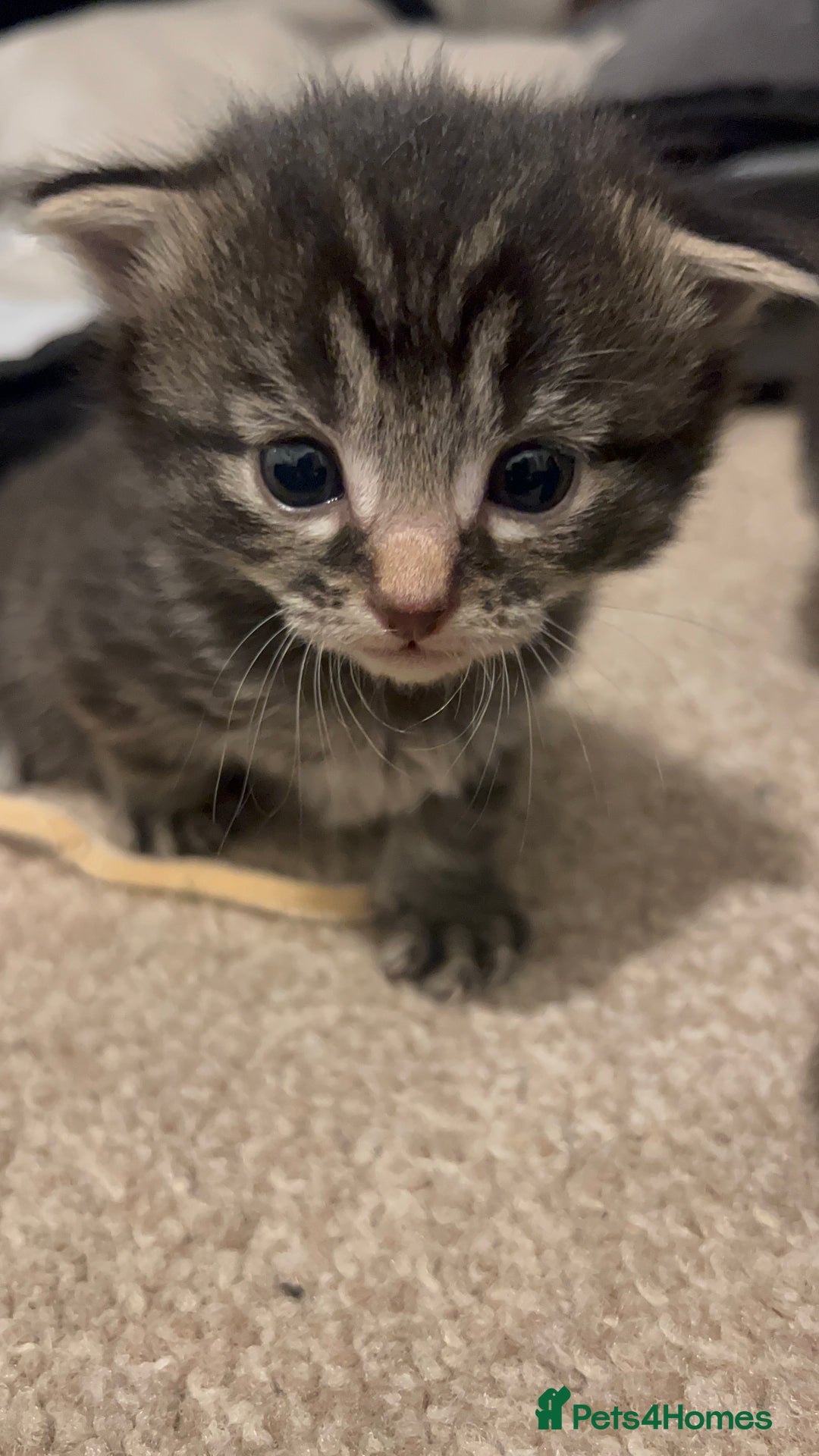 Mixed Breed cats for sale: 4 beautiful kittens 2 female 2 male - Advert 2