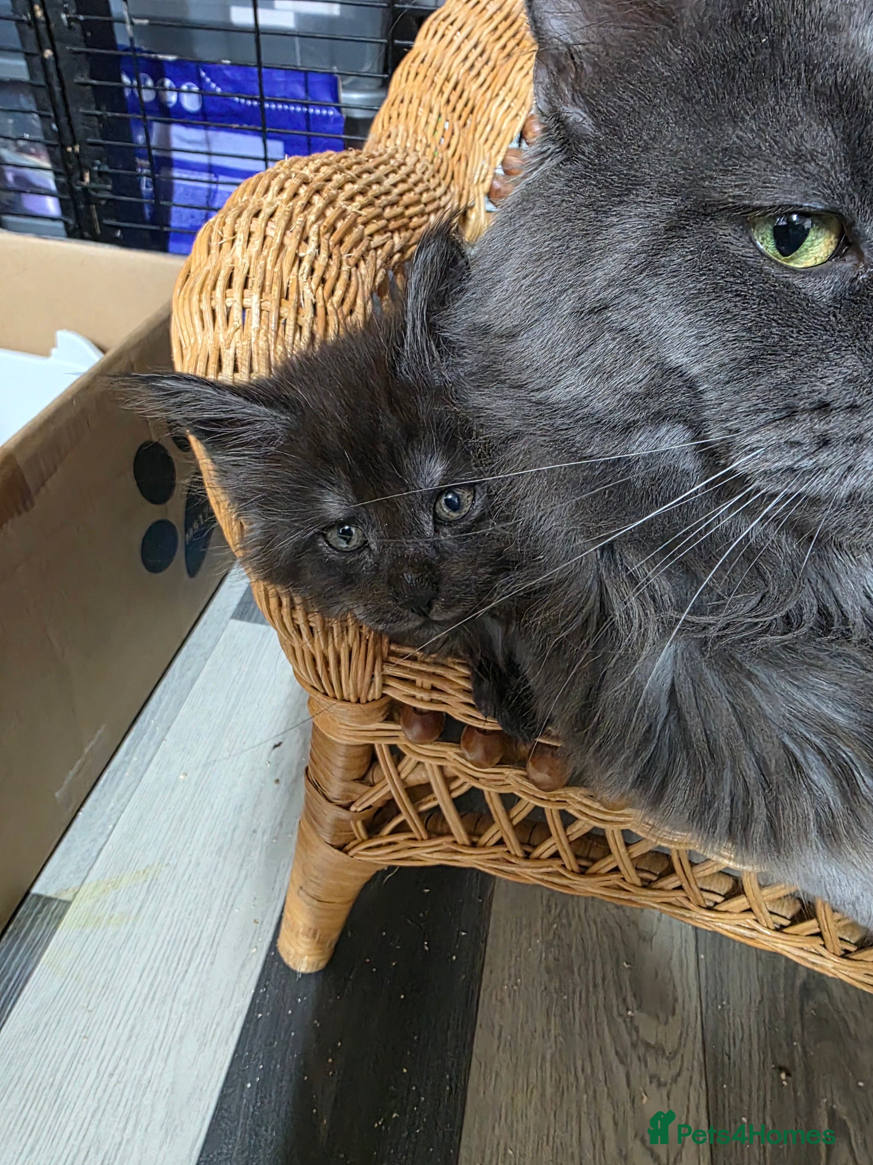 Maine Coon cats Maincoon kittens  - Advert 18