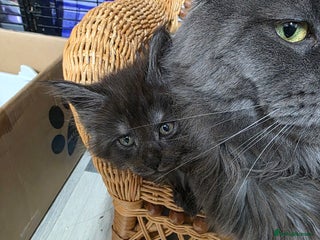 Maine Coon cats Maincoon kittens - Advert 18