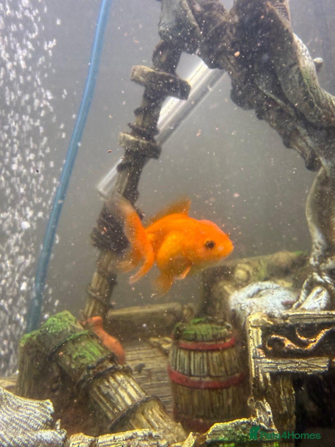 Goldfish fish for sale: Oranda goldfish  - Image 6