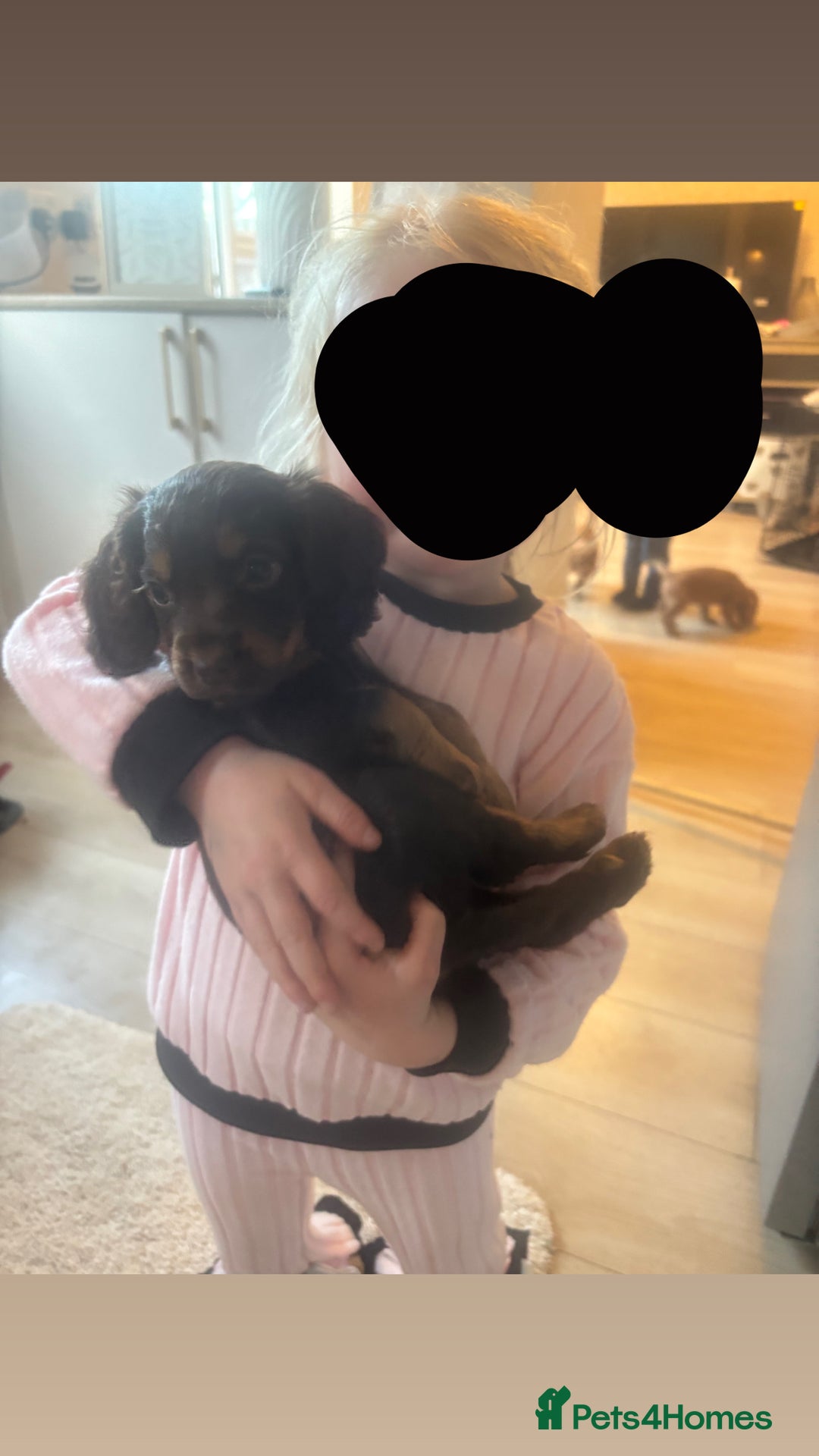 Cocker Spaniel dogs for sale: Beautiful KC working cocker spaniel puppies.  - Image 3