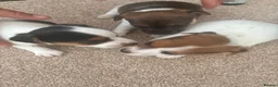 Jack Russell dogs for sale: Jack russel puppies  - Advert 7