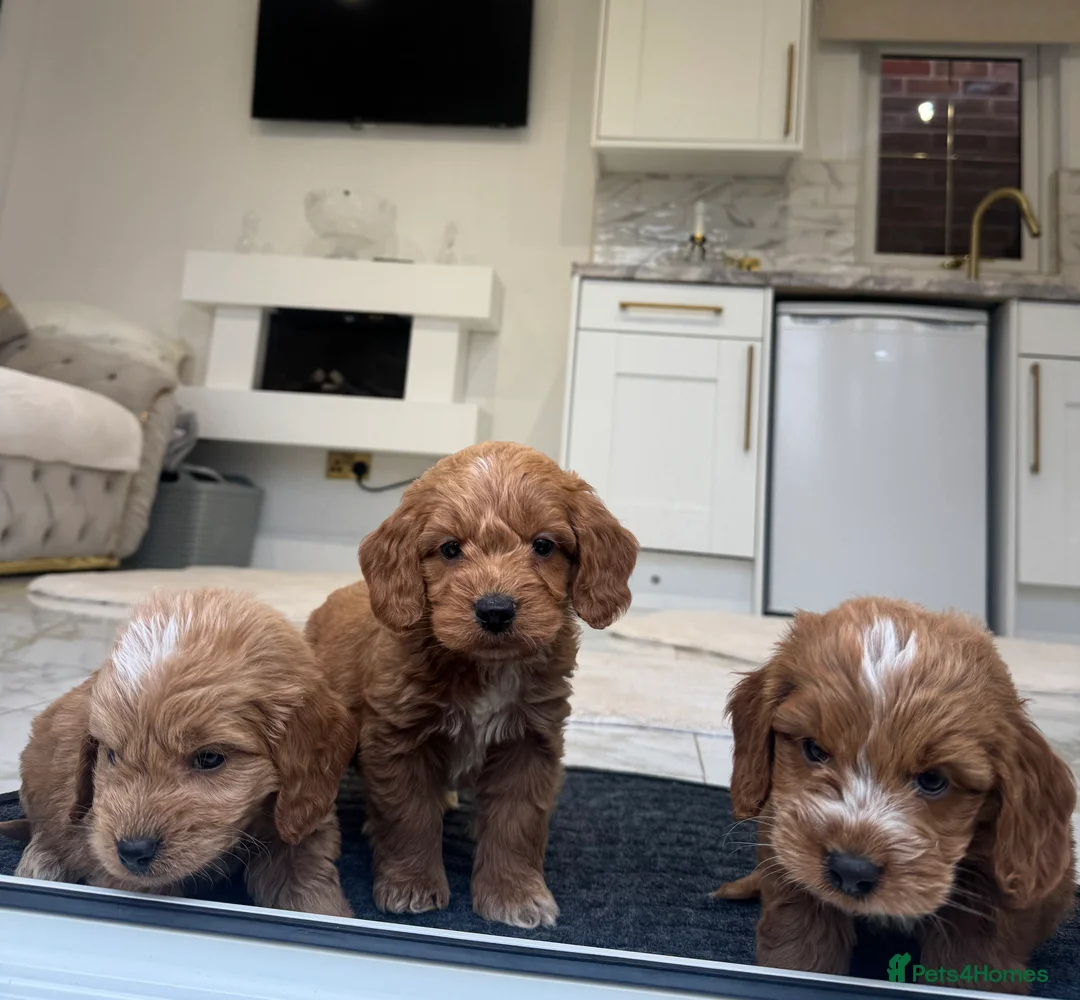 Cockapoo dogs for sale: F1 COCKAPOOS pra clear (council lincesed) - Advert 10
