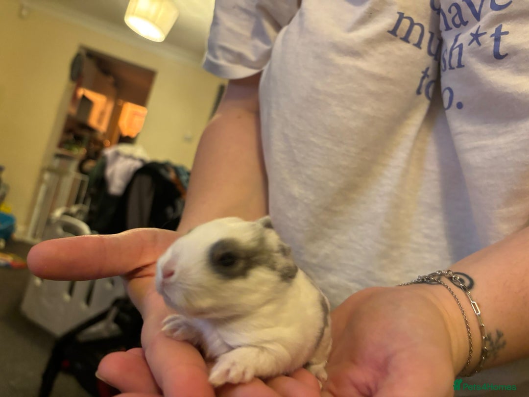 Mini Lop rabbits for sale: Gorgeous mini lop bunnies  - Advert 10