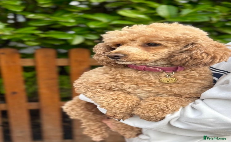Toy Poodle dogs Fully house trained toy poodle  - Advert 1