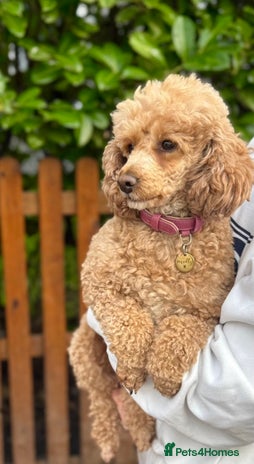 Toy Poodle dogs Fully house trained toy poodle - Advert 1