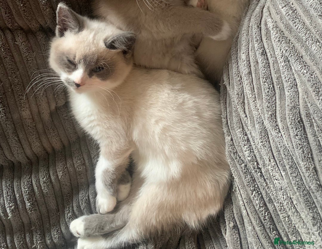 Persian cats for sale: Our cute adorable bundles of joy Persian kittens - Image 17