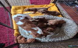 Cavapoo dogs for sale: Adorable Cavapoo puppies  - Advert 2