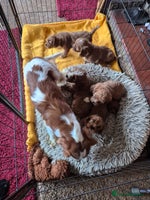 Cavapoo dogs Adorable Cavapoo puppies - Advert 3