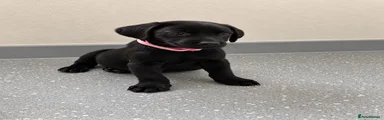 Labrador Retriever 5