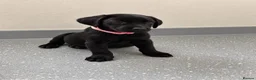 Labrador Retriever dogs for sale: Beautiful KC Labrador Pups Ready To Leave - Advert 34