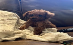 Toy Poodle dogs for sale: True Toy poodle puppies ready to leave  - Image 6