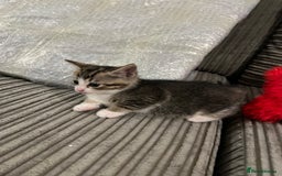 Domestic Shorthair cats for sale: Ekaterine  - Image 3