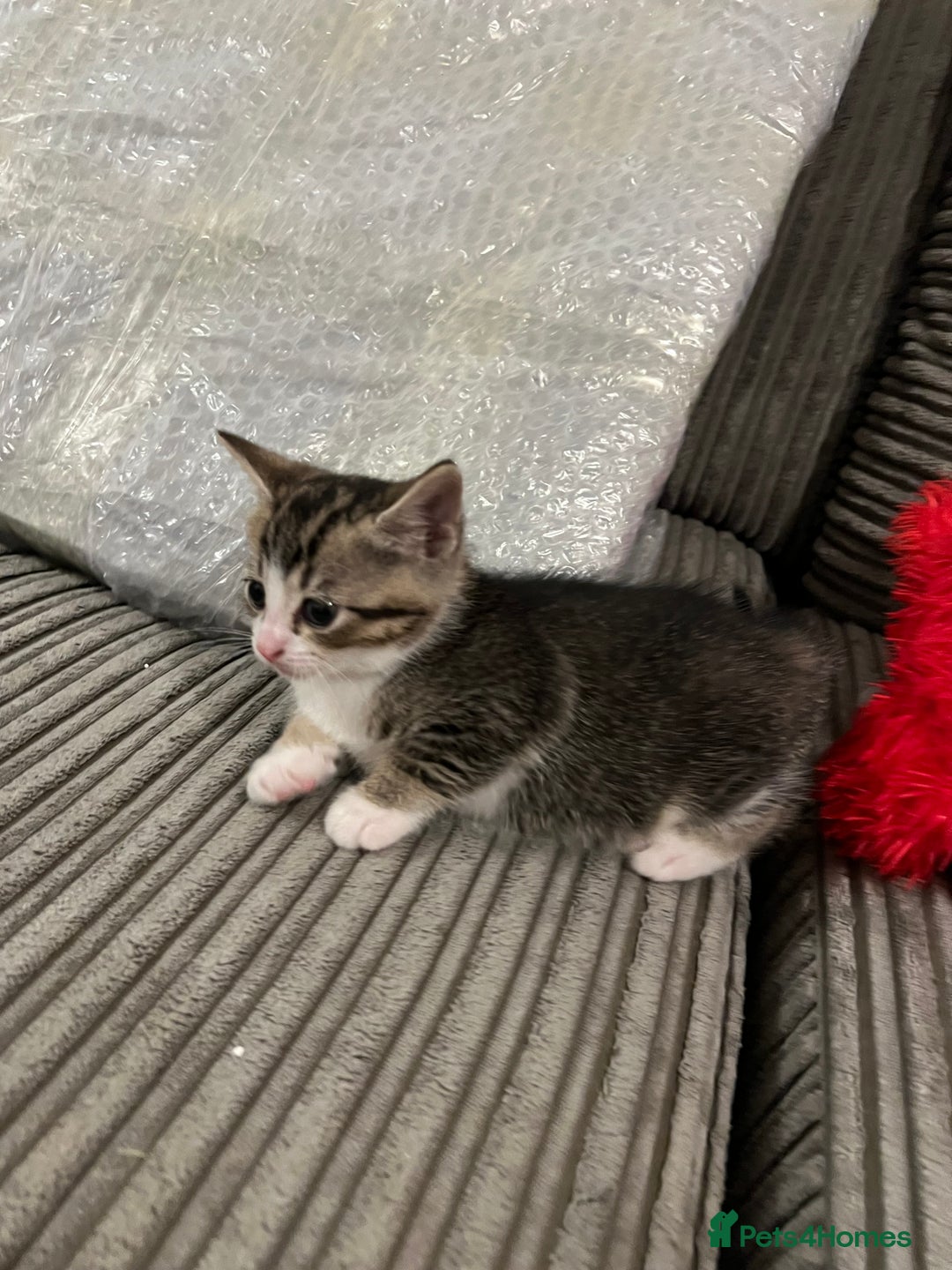 Domestic Shorthair cats for sale: Ekaterine  - Image 3
