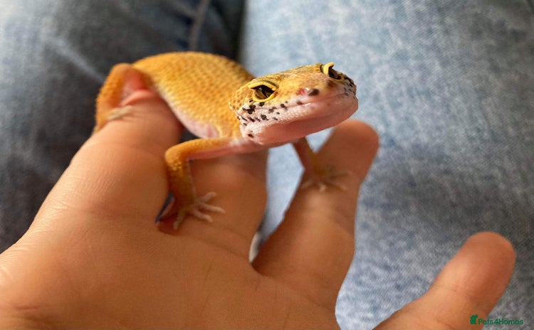Gecko reptiles - Advert 3