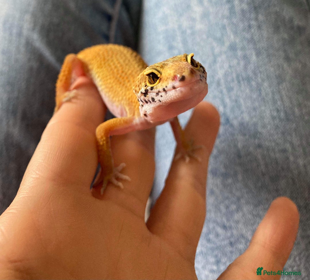 Gecko reptiles for sale: female leopard gecko + 4ft vivarium - Image 1