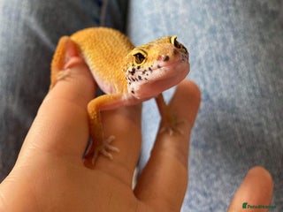 Gecko reptiles - Advert 15