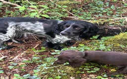 Cocker Spaniel dogs for sale: Beautiful cocker spaniel puppies  - Image 14