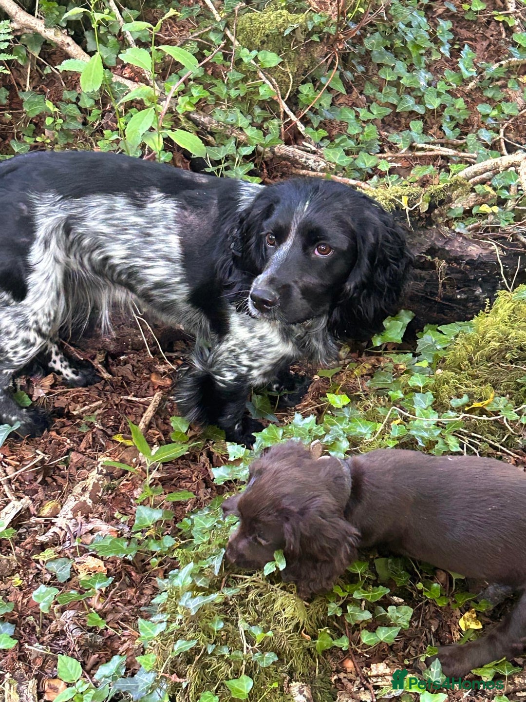 Cocker Spaniel dogs for sale: Beautiful cocker spaniel puppies  - Image 14