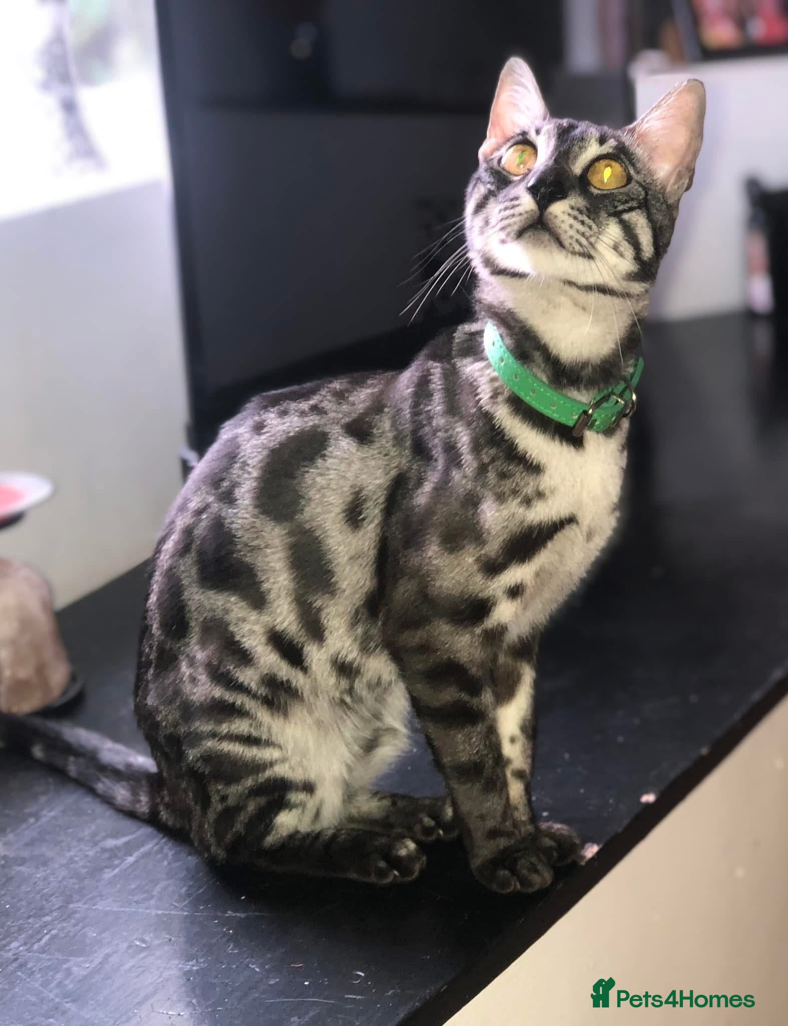 Bengal cats Charcoal Rosetta Bengal - Advert 15