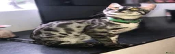 Bengal cats for sale: Charcoal Rosetta Bengal - Advert 1