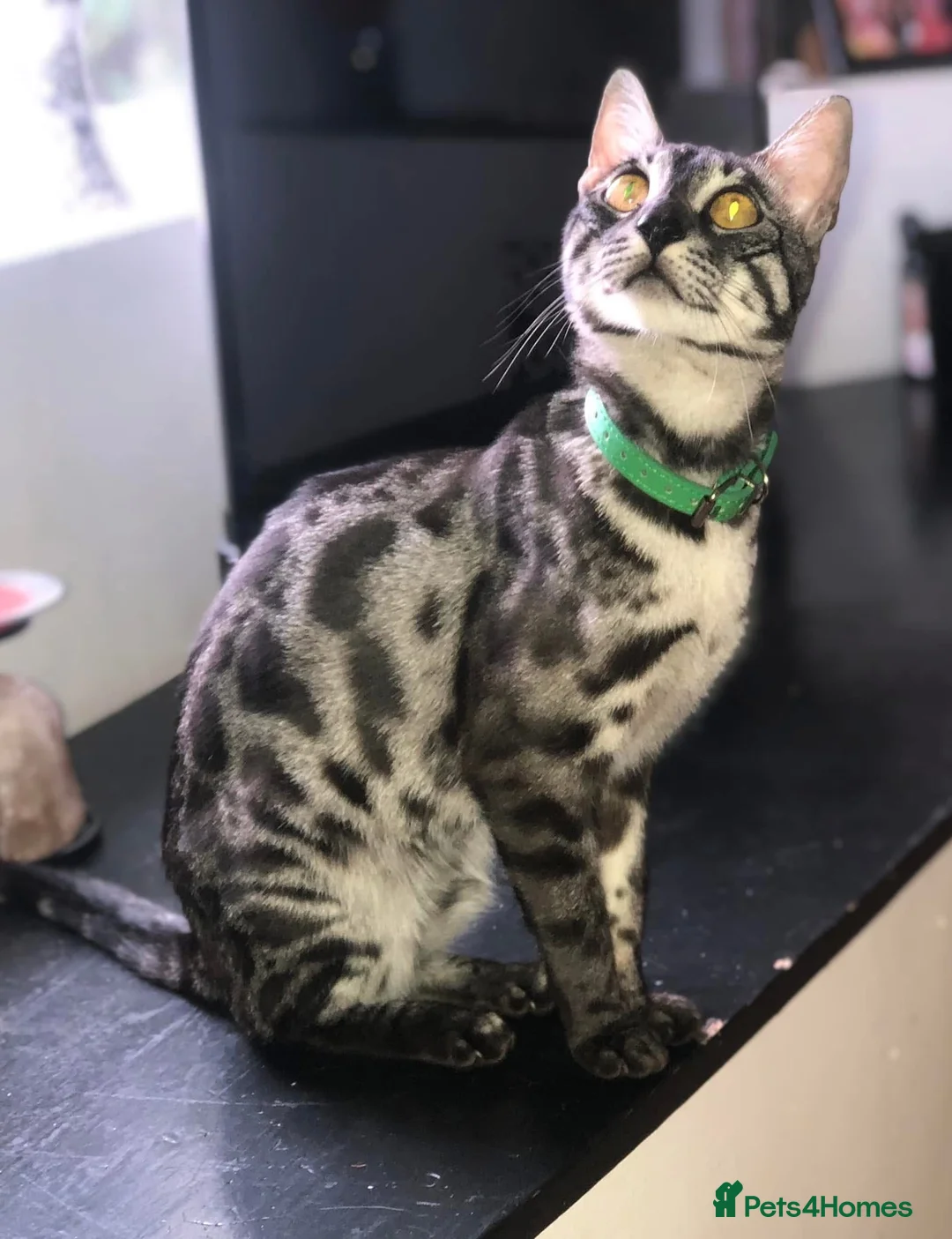 Bengal cats for sale: Charcoal Rosetta Bengal - Advert 1