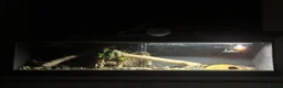 Leopard Gecko reptiles for sale: Male leopard gecko in Glasgow - Advert 2